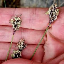 Attēlu rezultāti vaicājumam “Sesleria caerulea bud”