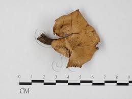 Attēlu rezultāti vaicājumam “Polyporus melanopus”