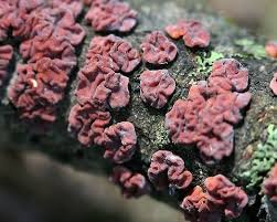 Attēlu rezultāti vaicājumam “Peniophora rufa”