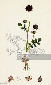 Attēlu rezultāti vaicājumam “Poterium sanguisorba flower”