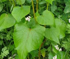 Attēlu rezultāti vaicājumam “Fagopyrum esculentum leaf”