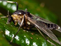 Attēlu rezultāti vaicājumam “Cricotopus”