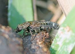 Attēlu rezultāti vaicājumam “Ontholestes murinus”