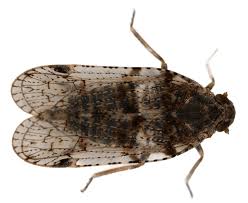 Attēlu rezultāti vaicājumam “Cixius sp.”