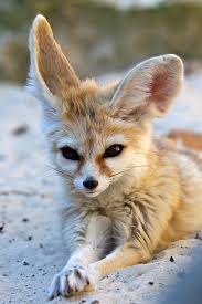 Attēlu rezultāti vaicājumam “Vulpes zerda”