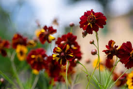 Image result for Coreopsis