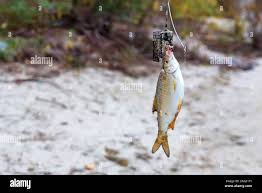 Image result for Rutilus heckelii