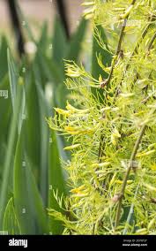 Attēlu rezultāti vaicājumam “Caragana arborescens flower”