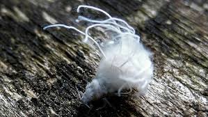 Attēlu rezultāti vaicājumam “Prociphilus xylostei”