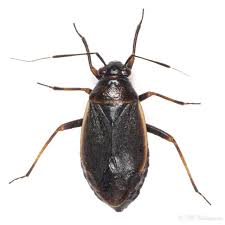 Attēlu rezultāti vaicājumam “Capsus ater”