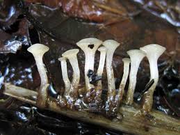 Attēlu rezultāti vaicājumam “Cudoniella clavus”