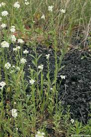 Attēlu rezultāti vaicājumam “Berteroa incana flower”