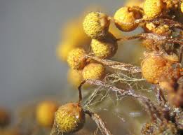 Attēlu rezultāti vaicājumam “Cribraria intricata macro”