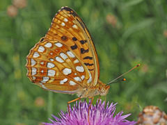 Attēlu rezultāti vaicājumam “Argynnis adippe”