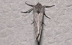 Attēlu rezultāti vaicājumam “Lithomoia solidaginis”