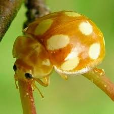 Attēlu rezultāti vaicājumam “Calvia decemguttata larva”