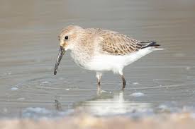 Attēlu rezultāti vaicājumam “Calidris ferruginea”