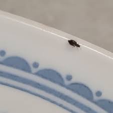 Attēlu rezultāti vaicājumam “Latridiidae”