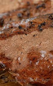 Attēlu rezultāti vaicājumam “Junghuhnia collabens”