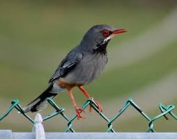 Image result for Apus pacificus