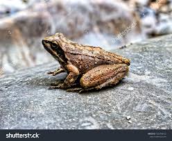 Attēlu rezultāti vaicājumam “Rana temporaria”