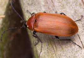 Attēlu rezultāti vaicājumam “Pseudocistela ceramboides”