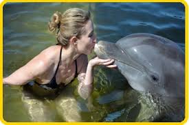 Image result for Dolphina Gc
