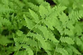 Attēlu rezultāti vaicājumam “Thelypteris palustris”