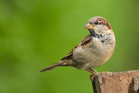 Attēlu rezultāti vaicājumam “Passer domesticus juvenile”