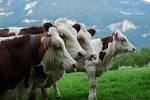 Bovid, Cattle, Even-toed - via Daymix