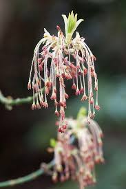 Attēlu rezultāti vaicājumam “Acer negundo male flower”
