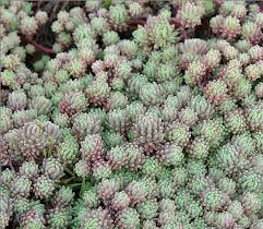 Attēlu rezultāti vaicājumam “Sedum hispanicum”