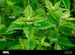 Attēlu rezultāti vaicājumam “Lycopus europaeus leaf”