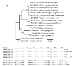 Attēlu rezultāti vaicājumam “Mecyna flavalis”