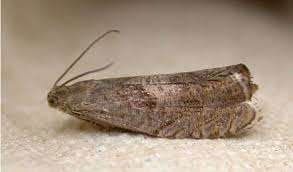 Attēlu rezultāti vaicājumam “Dichrorampha simpliciana”