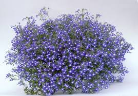 Image result for Männertreu