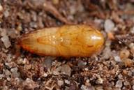 Attēlu rezultāti vaicājumam “Poecilus cupreus”