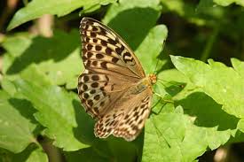 Attēlu rezultāti vaicājumam “Argynnis paphia female”