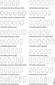 Attēlu rezultāti vaicājumam “Antrodiella faginea”