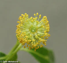Attēlu rezultāti vaicājumam “Salix pentandra flower”