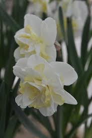 Attēlu rezultāti vaicājumam “Narcissus bud”