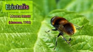 Attēlu rezultāti vaicājumam “Eristalis sp.”