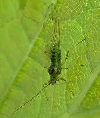 Attēlu rezultāti vaicājumam “Drepanosiphum platanoidis”