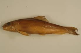 Image result for Moxostoma carinatum