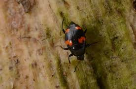 Attēlu rezultāti vaicājumam “Scaphidium quadrimaculatum”