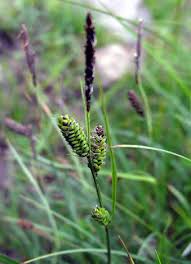 Attēlu rezultāti vaicājumam “Carex nigra”