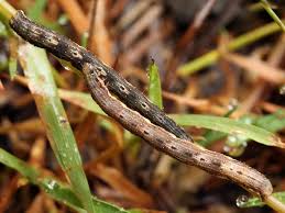 Attēlu rezultāti vaicājumam “Xanthorhoe biriviata”