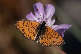 Attēlu rezultāti vaicājumam “Melitaea didyma underside”