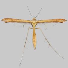 Attēlu rezultāti vaicājumam “Stenoptilia pterodactyla”