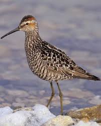 Image result for Calidris himantopus